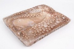Astoņkājis vesels, saldēts, 1-2 kg, jēls, tīrīts, 5% glazūra, sver.